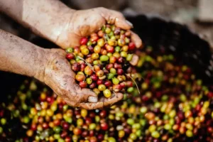 Coffee beans being cupped in hands.