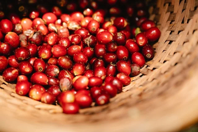Coffee cherries in a basket which the husk could be used as coffee waste as biomass energy.