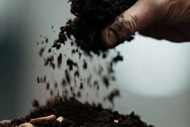 Coffee grounds being sprinkled on to soil.