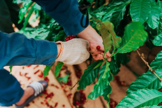 Womans hands farmiing coffee.