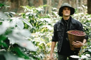 Man carrying basket with collected berries on a coffee farm surrounded by trees.