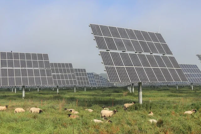 Solar panels in a field.