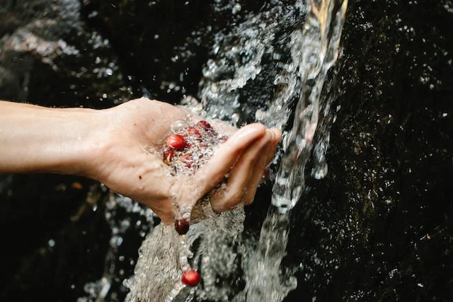 Wasing red coffee berries in running water.